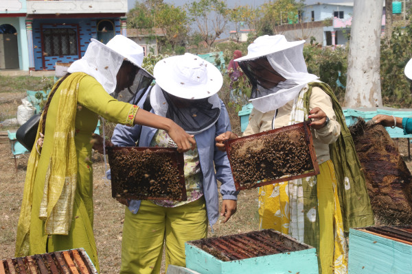 Beekeeping Opens New Livelihood Pathways for Landless Farmers in Dang